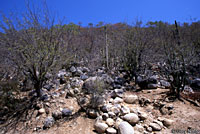 Orange-throated Whiptail habitat