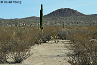 cape gophersnake habitat