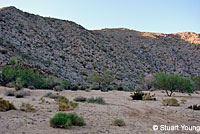 Rosy Boa habitat