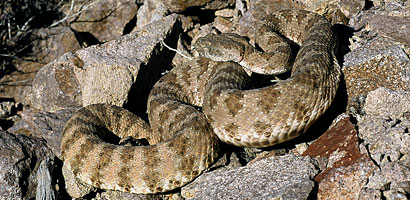 Isla Angel de la Guarda Rattlesnake