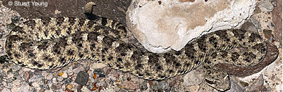 Baja California Rattlesnake 