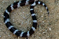 California Kingsnake