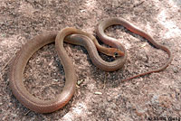 Baja California Rattlesnake 