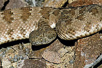 Isla Angel de la Guarda Rattlesnake