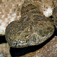 Isla Angel de la Guarda Rattlesnake