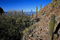 Isla Angel de la Guarda Rattlesnake habitat