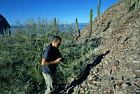 Isla Angel de la Guarda Rattlesnake