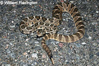 Baja California Rattlesnake 