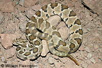 Baja California Rattlesnake 