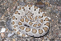 Baja California Rattlesnake 