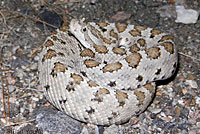 Baja California Rattlesnake 