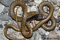 Baja California Gopher Snake