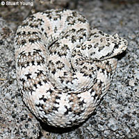 Southwestern Speckled Rattlesnake