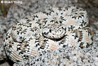 Southwestern Speckled Rattlesnake