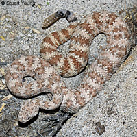 Southwestern Speckled Rattlesnake