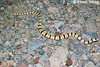 Red Diamond Rattlesnake