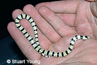 Red Diamond Rattlesnake