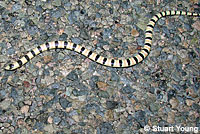 Red Diamond Rattlesnake