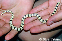 Red Diamond Rattlesnake