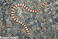 Red Diamond Rattlesnake