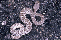 Red Diamond Rattlesnake