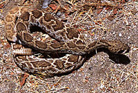 Red Diamond Rattlesnake