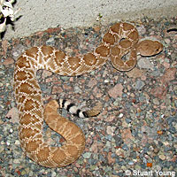 Red Diamond Rattlesnake