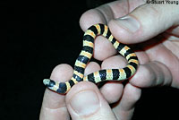 Sand Snake