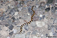 Sand Snake