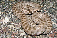 Baja California Rattlesnake 