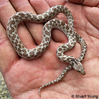 Baja California Rattlesnake 