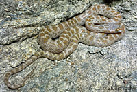 Baja California Rattlesnake 