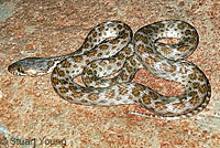 Baja California Rattlesnake 