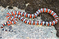 Baja California Gopher Snake