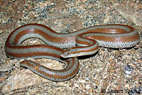 Rosy Boa