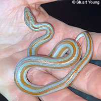 Rosy Boa