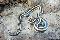 Rosy Boa