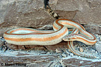 Rosy Boa