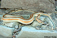 Rosy Boa