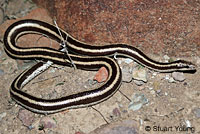 Rosy Boa