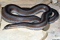 Rosy Boa