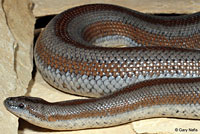 Rosy Boa