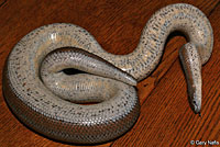 Rosy Boa