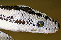 Rosy Boa