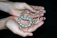 Baja California Rattlesnake 