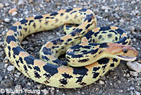 Baja California Gopher Snake