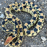 Baja California Gopher Snake