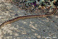 Baja California Gopher Snake