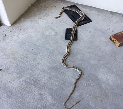 patchnosed snake in trap