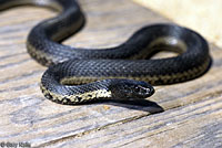 West Coast Gartersnake